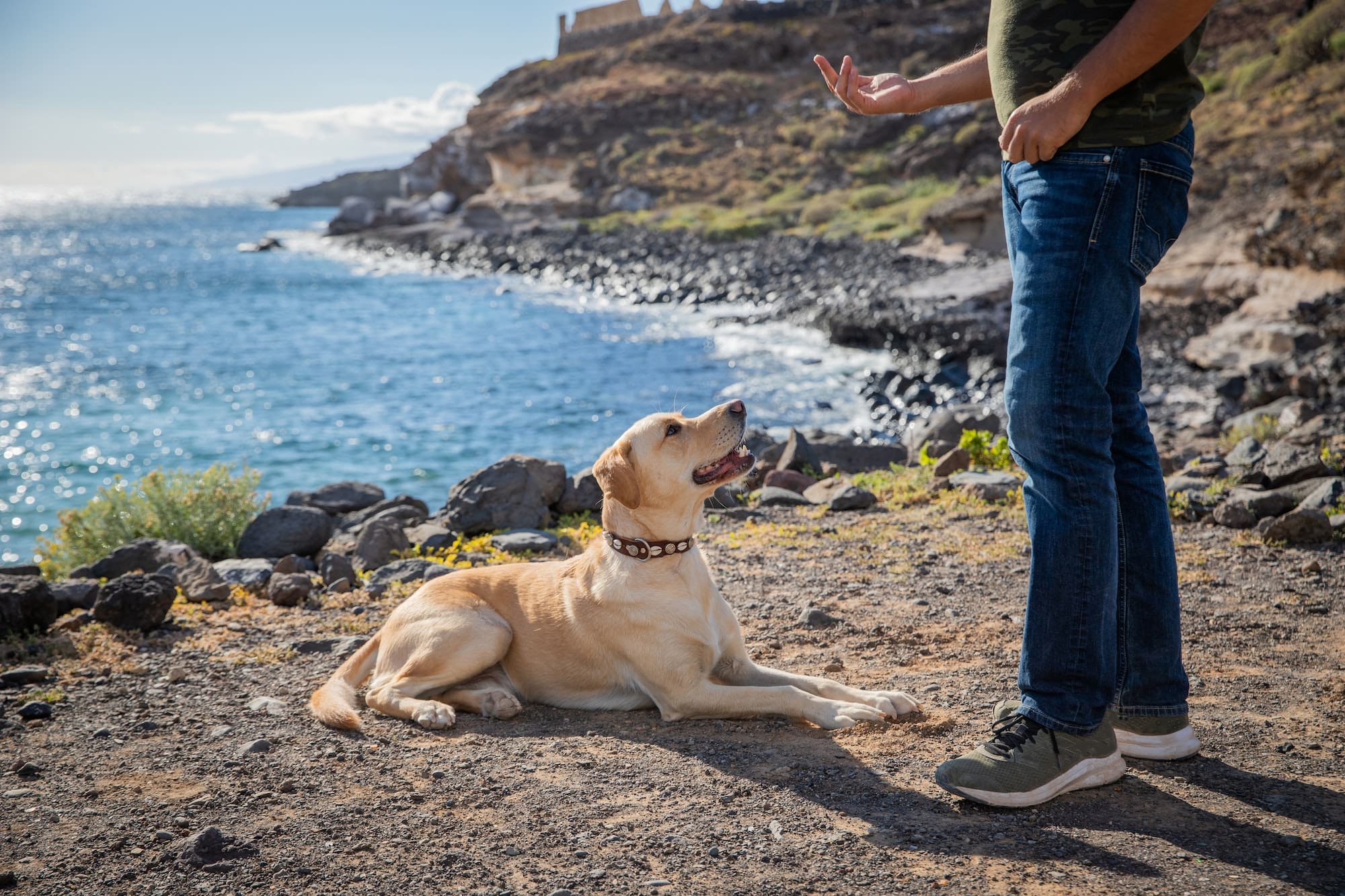 A dog trainer gestures with a dog during training, labrador retriever breed