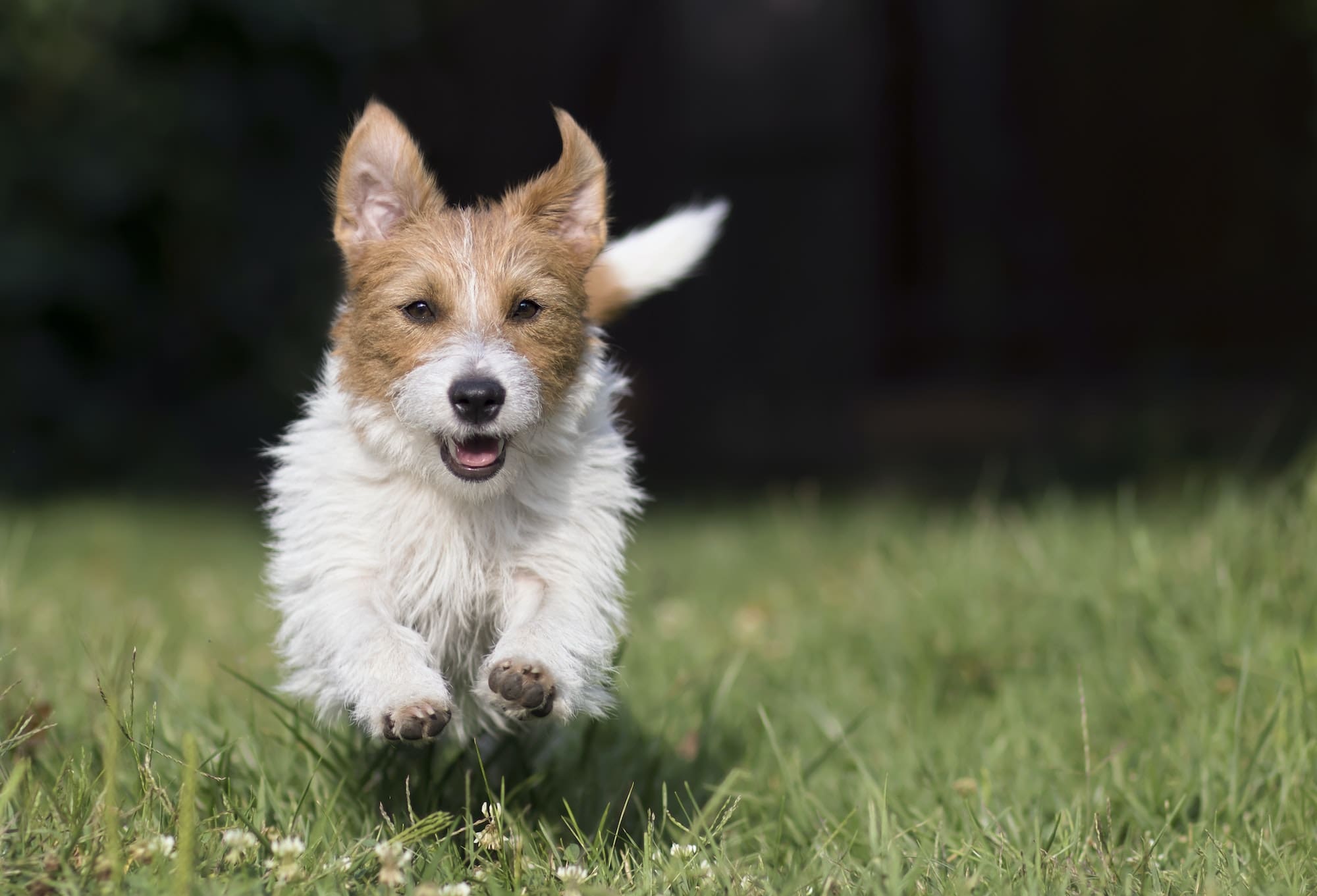 Active happy playful dog running in the grass