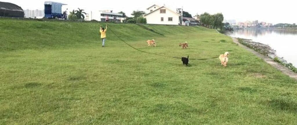 AmaGood Puppy/Dog Leashes Obedience Recall Training Agility Leads-15 ft 20 ft 30 ft 50 ft Long Dog Leashes-for Dogs Training,Play,Safety,Camping (15 feet, Blue)