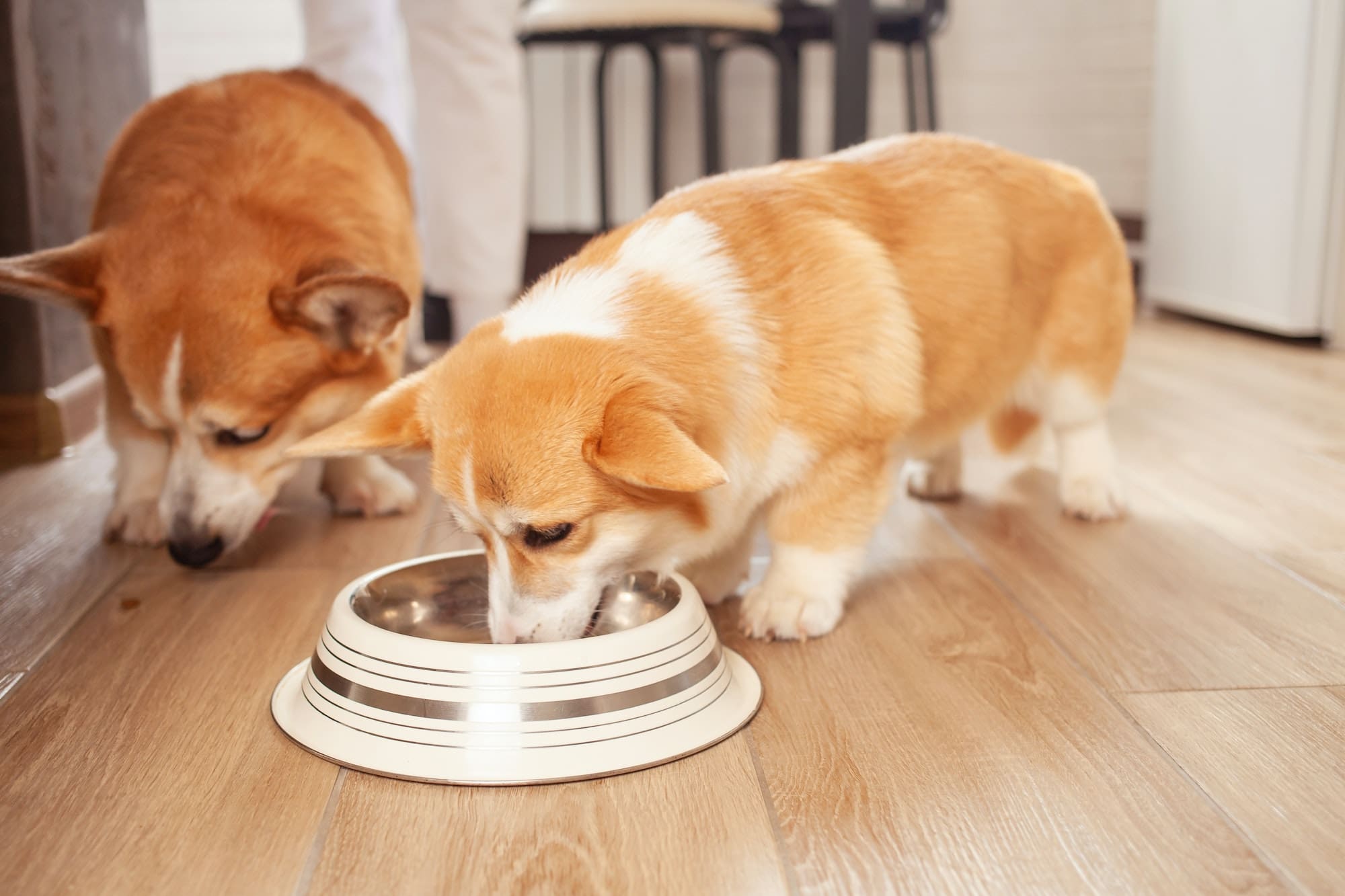 Corgi eats food from bowl, puppy, dogs in kitchen. Proper nutrition and health.