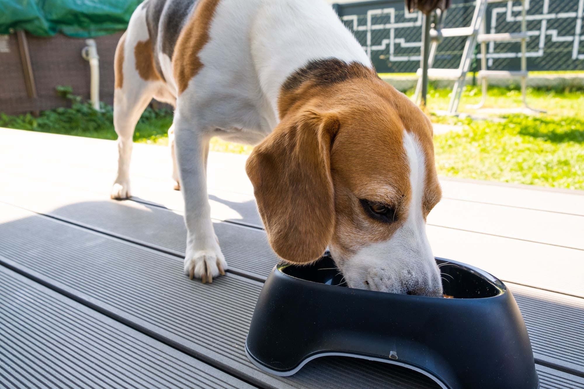 Cute Beagle dog eating food from blue bowl at home