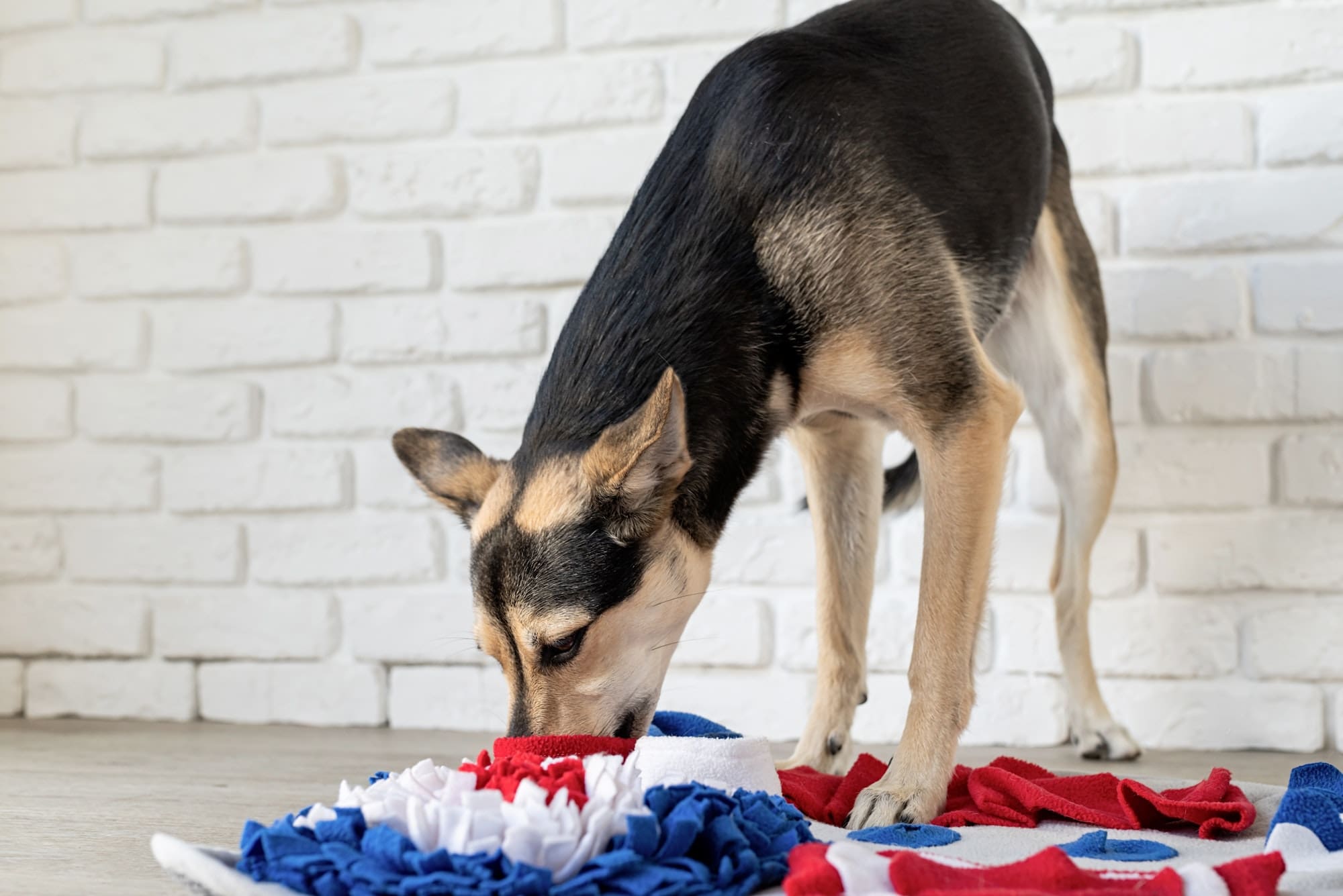 cute mixed breed dog playing with washable snuffle rug for hiding dried treats for nose work