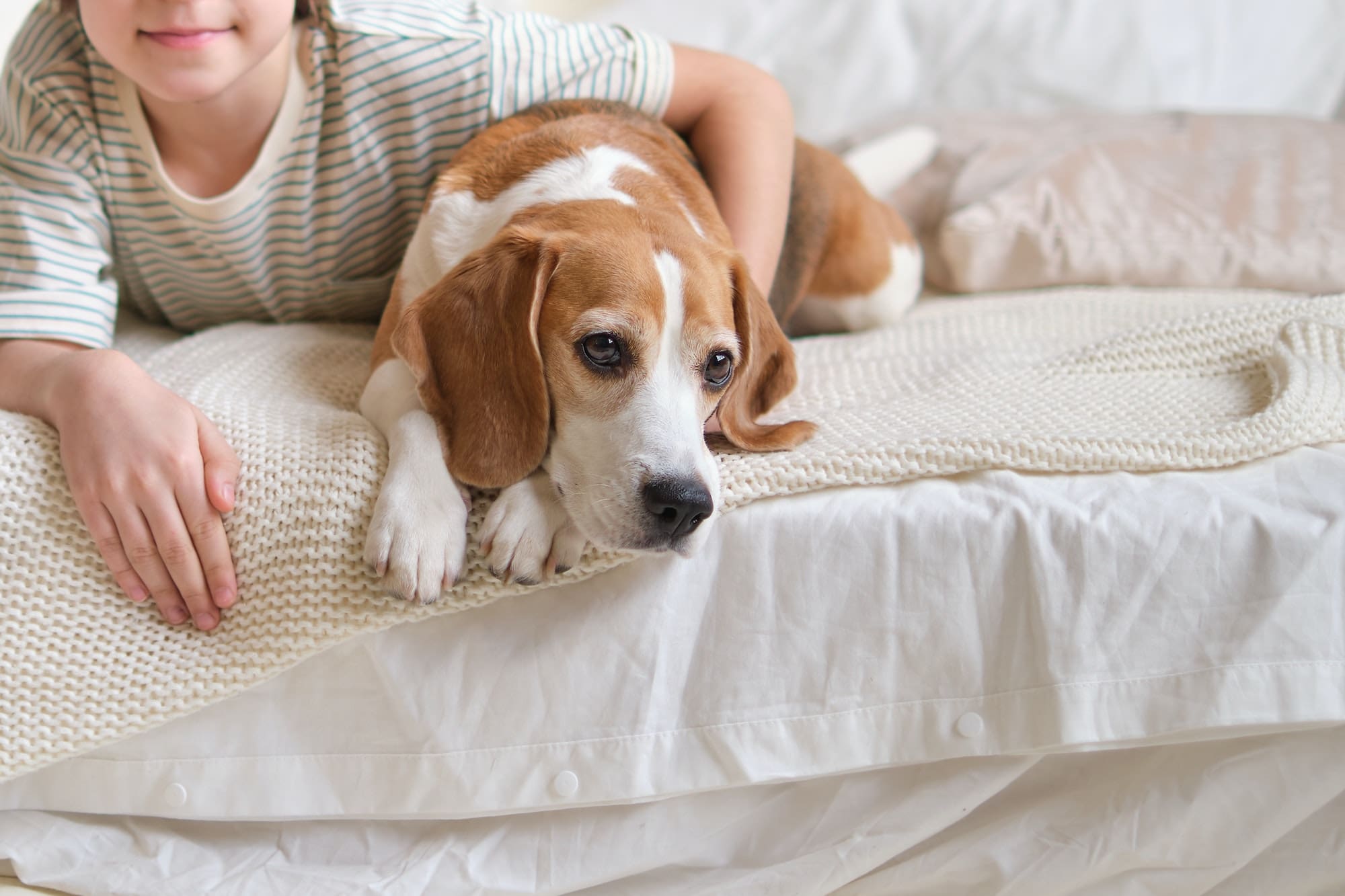 Delighted boy cuddling beagle on cozy bed. design a pet-friendly home with stylish and durable decor