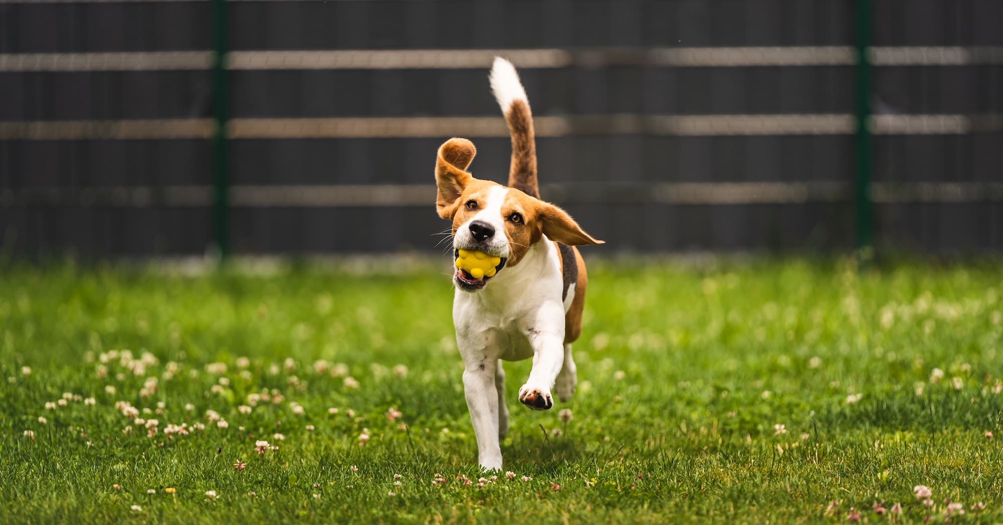 Dog fetch a yellow ball in backyard. Active training with beagle dog