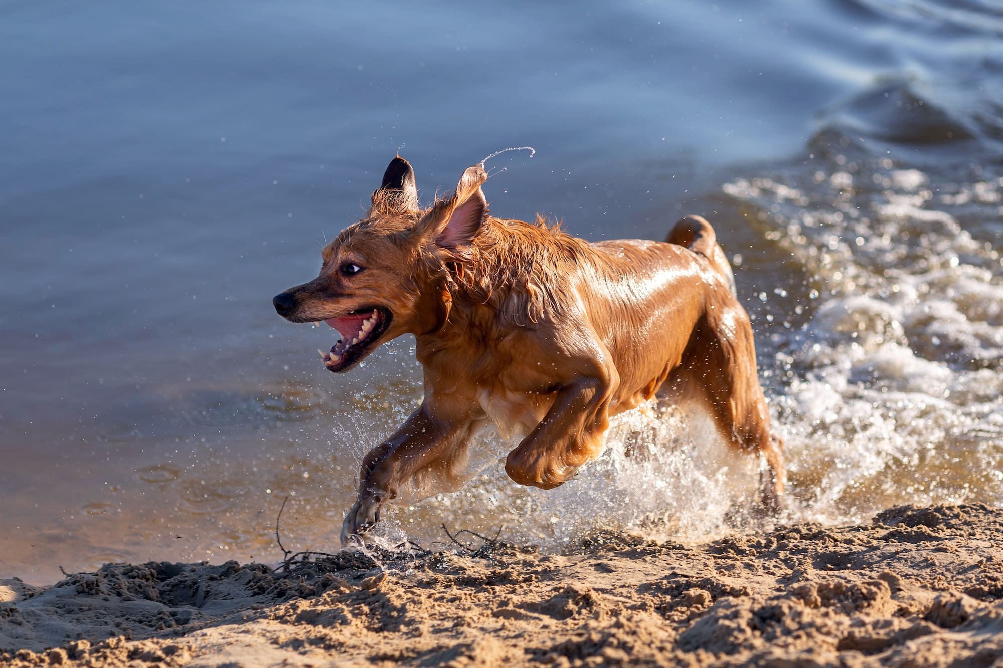 Dog having fun by the water