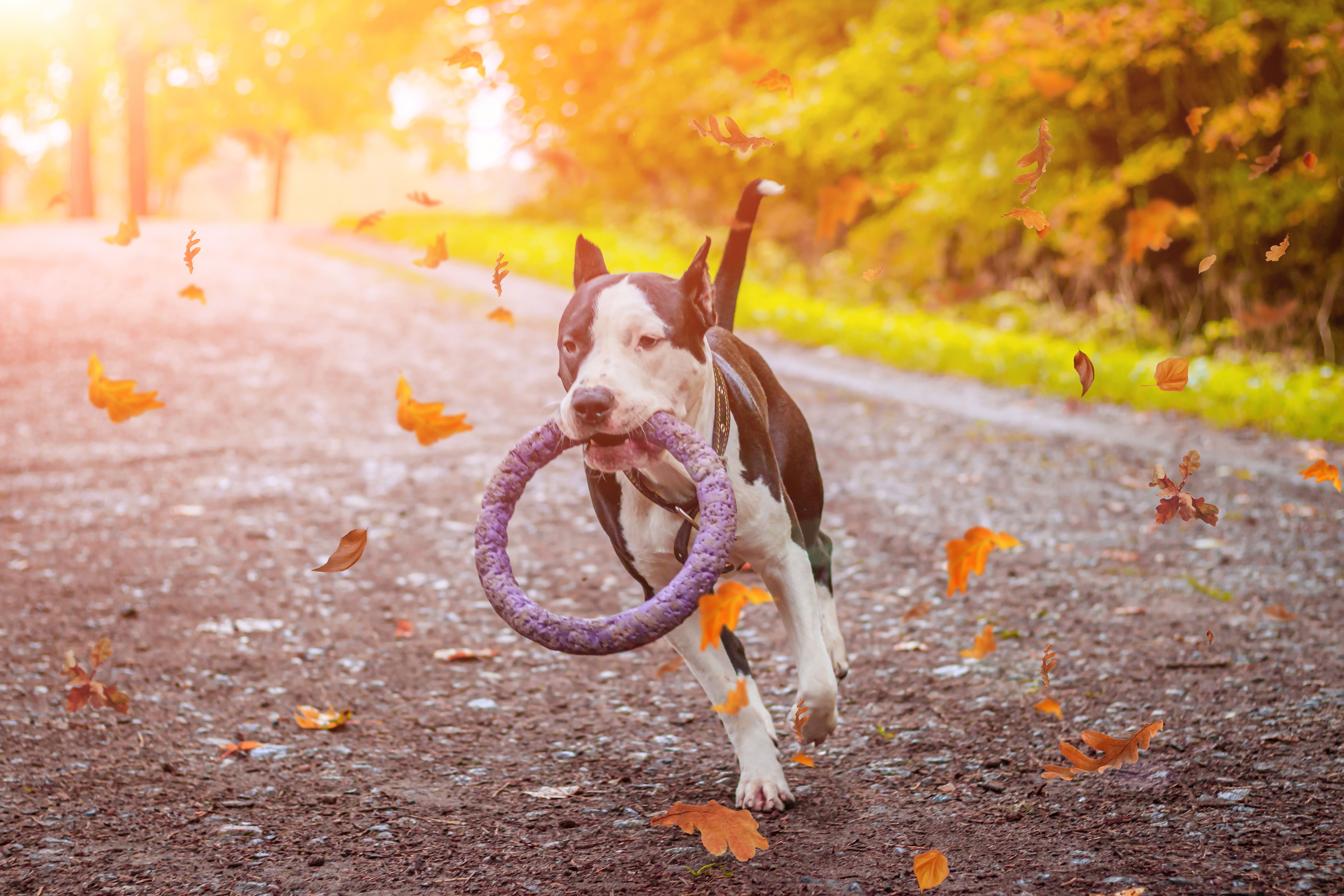 Dog on the move with toy