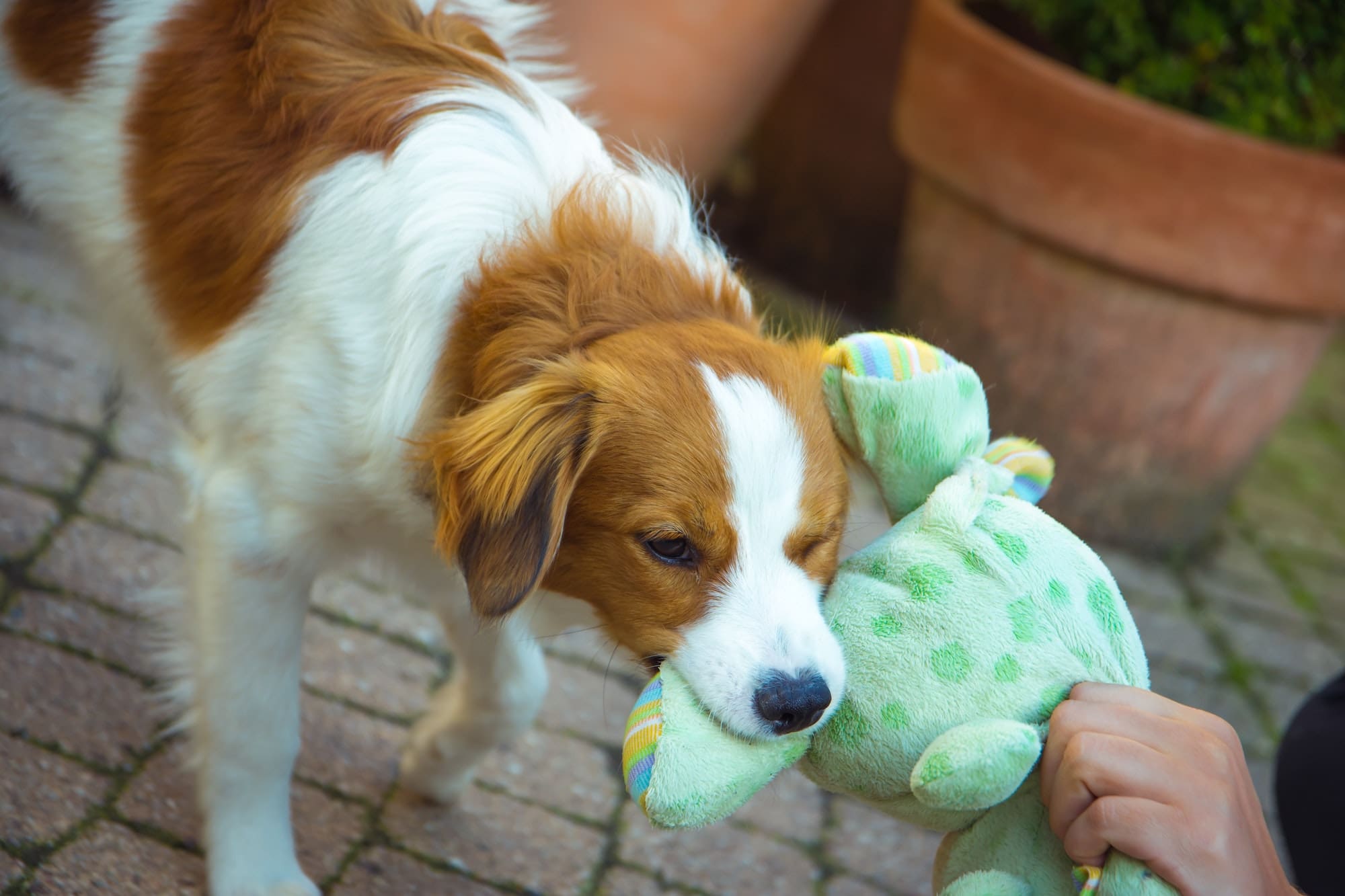 Dog playing outside