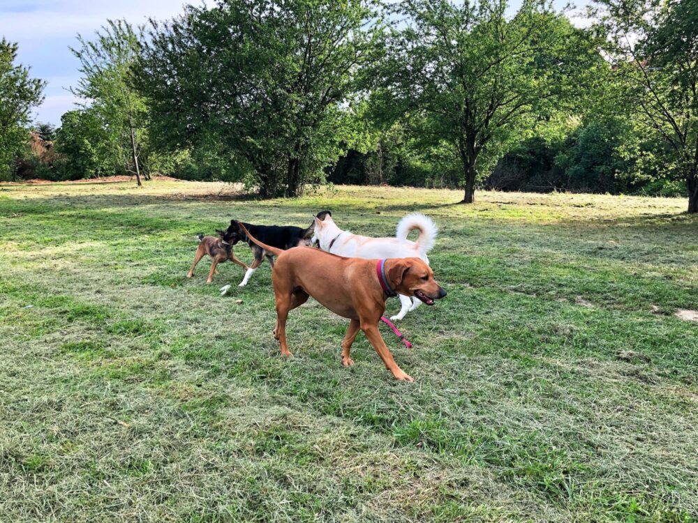 Dogs at park