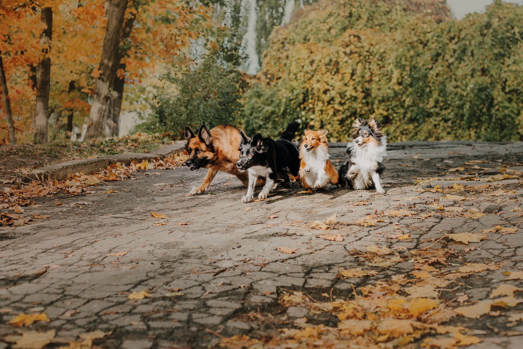 Dogs having fun together while playing outside