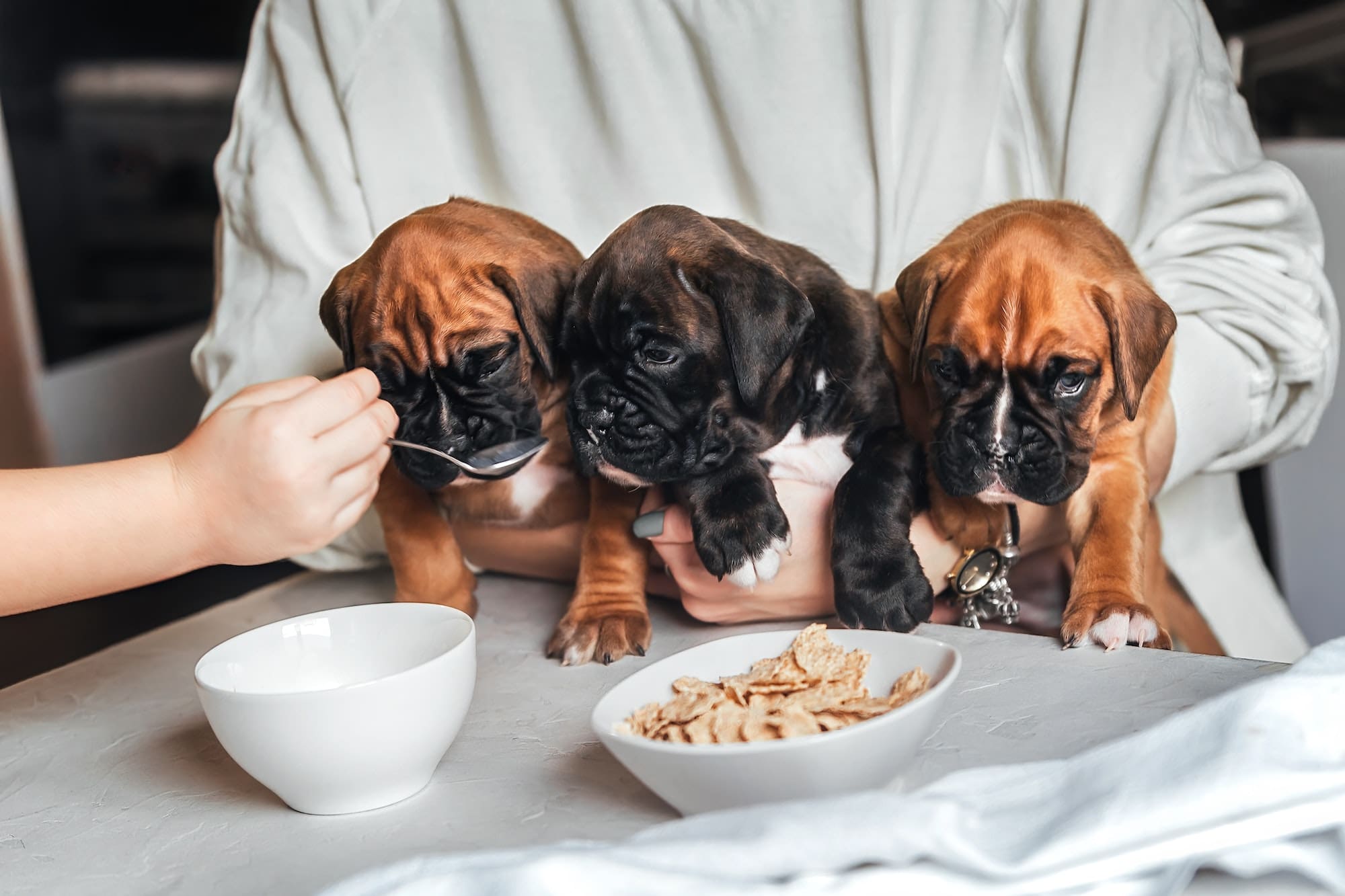 Feeding small puppies at home