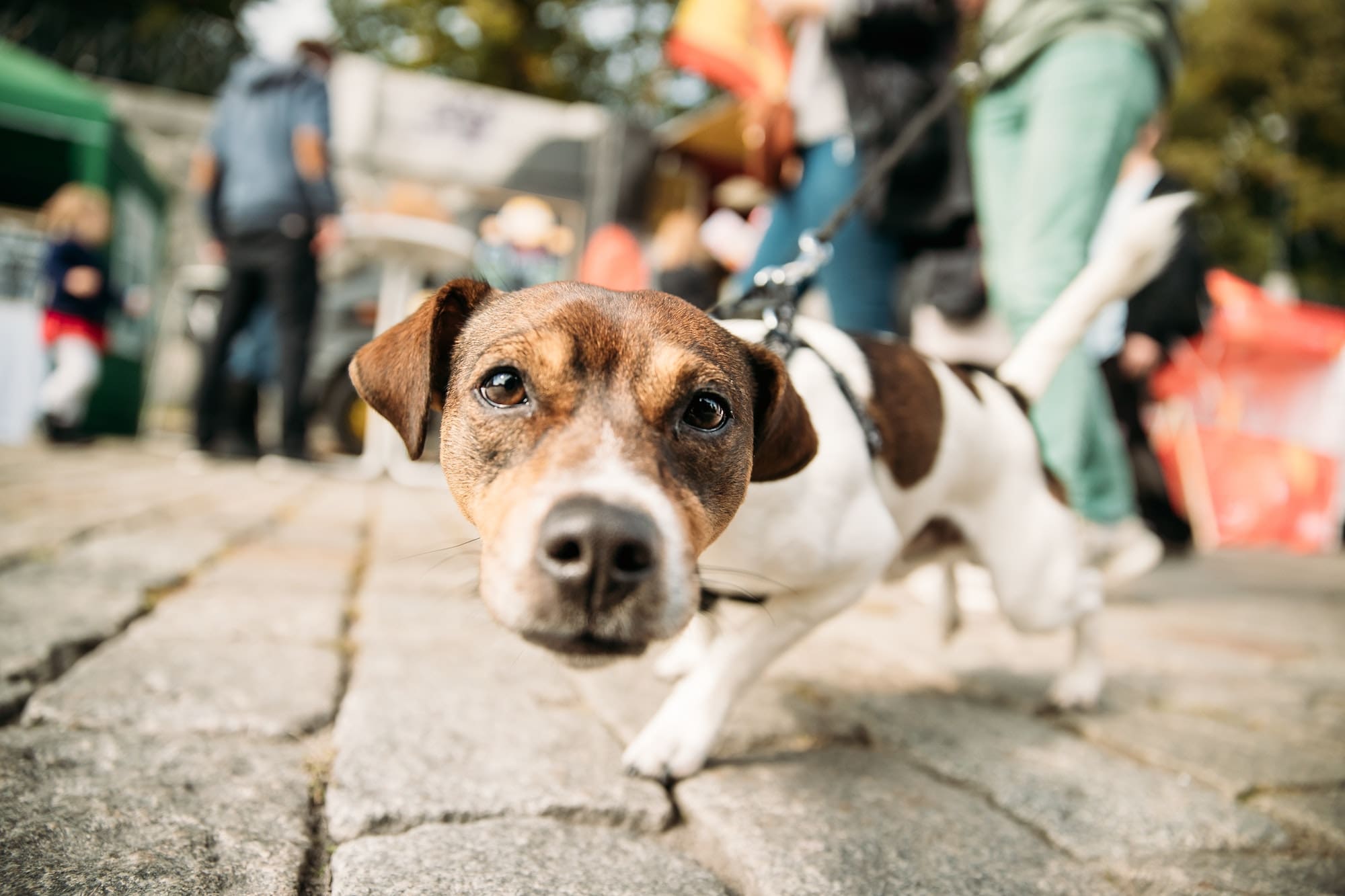 Funny Jack Russell Terrier Dog Walks Down Street On A Leash. Dog