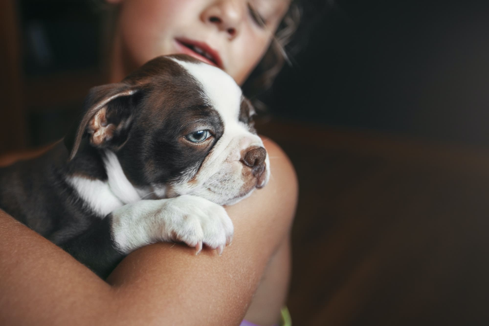 Girl hugging Boston Terrier puppy