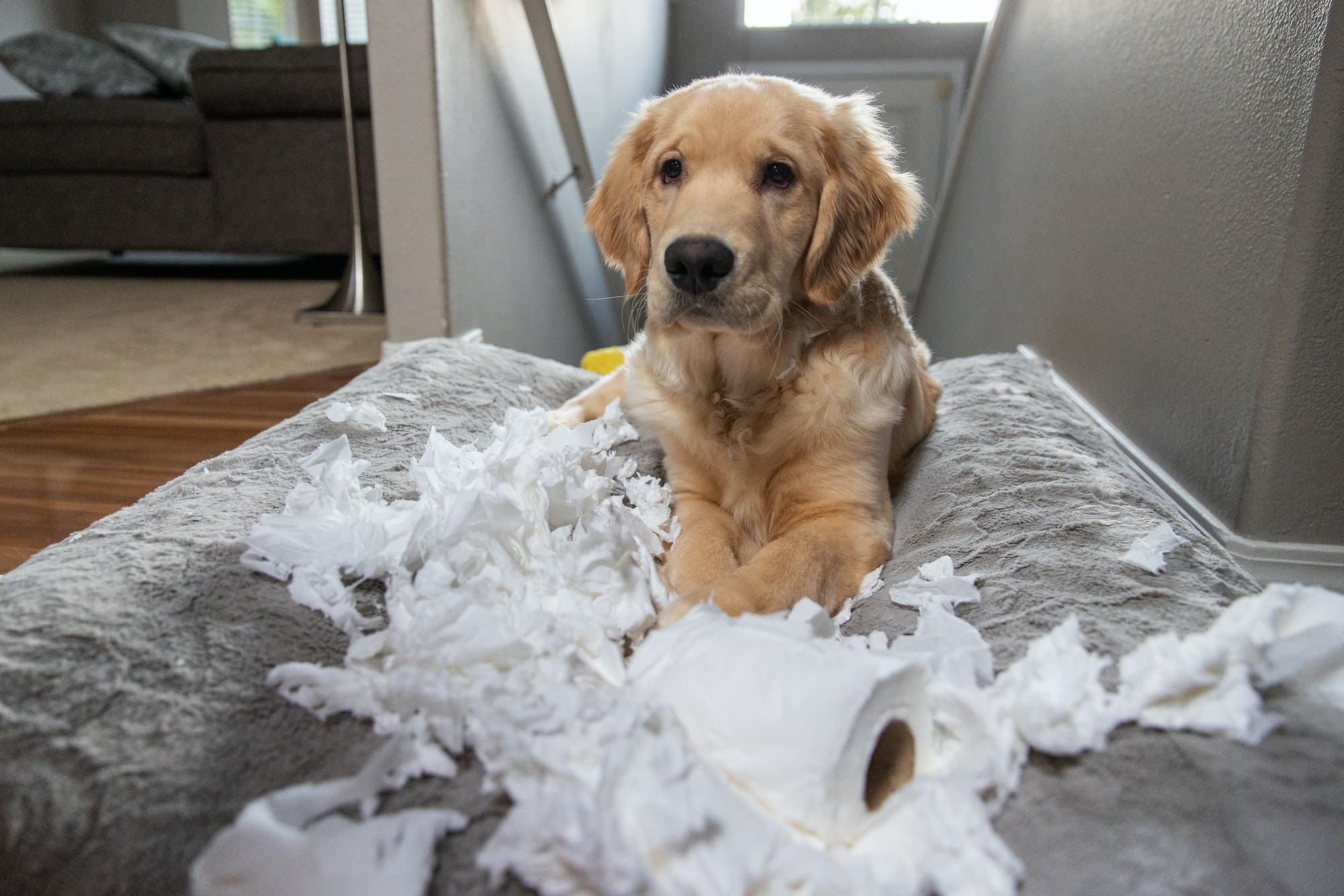 Golden retriever puppy chewing and tearing toilet paper making a mess