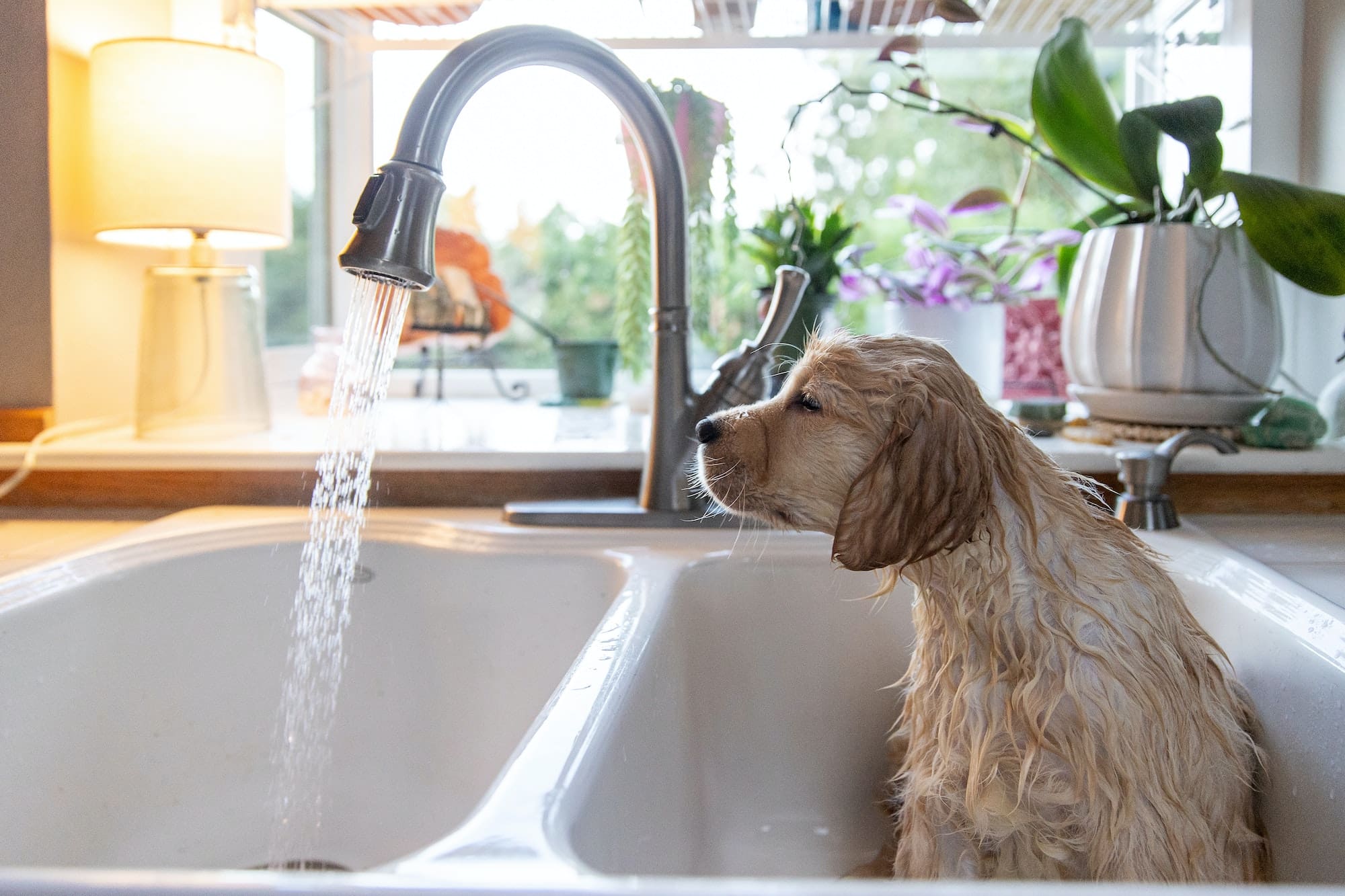 Golden retriever puppy dog in kitchen sink for batch