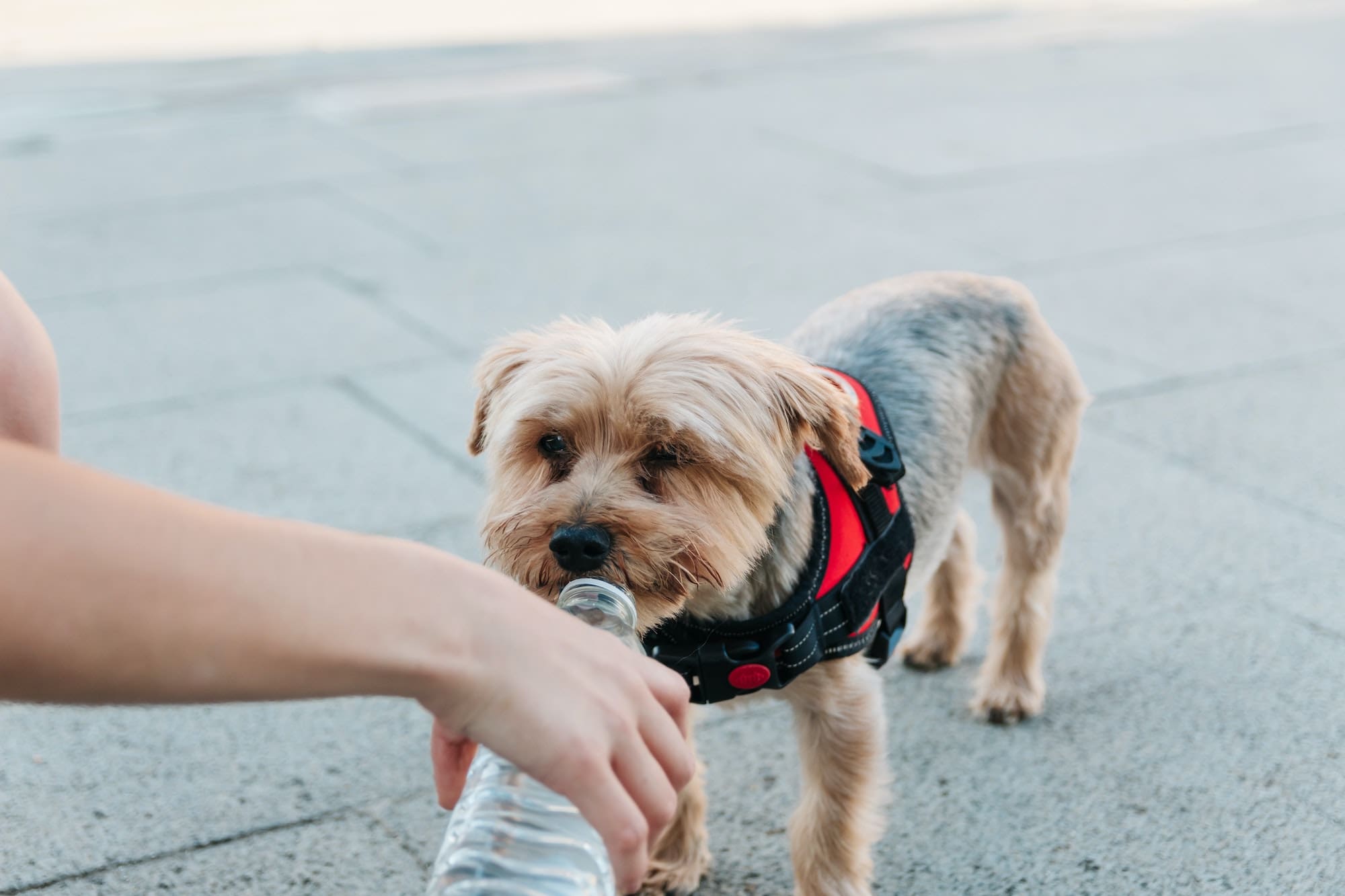 Happy dog ​​drinking water from bottle and woman's hand. hydration concept in the heat wave