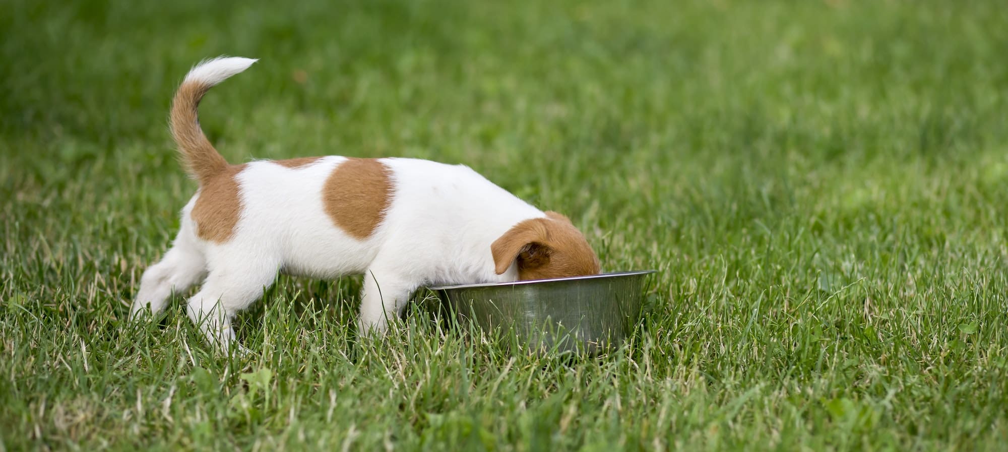 Hungry dog puppy eating