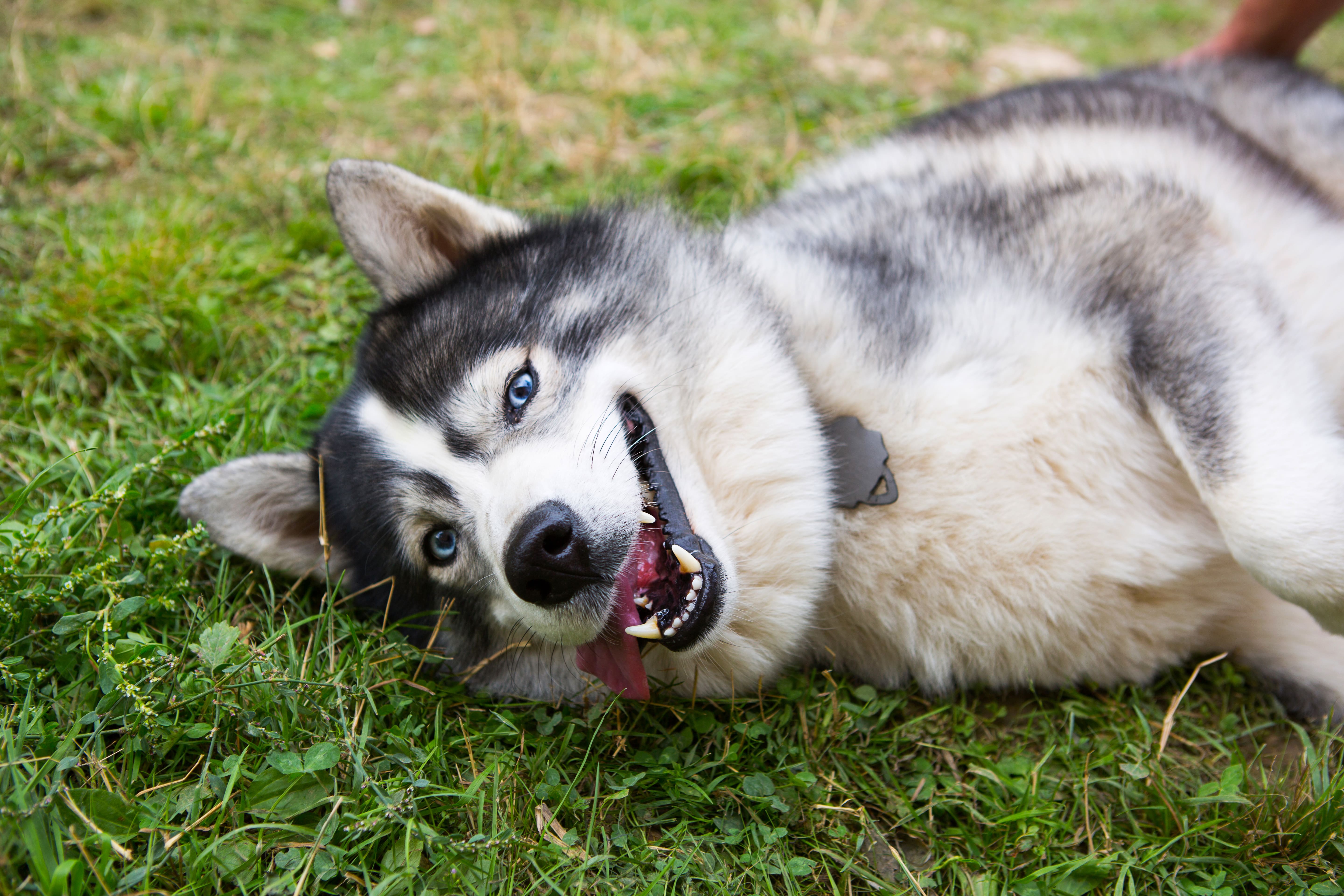 Husky dog is lying contentedly on the grass with his tongue hanging out,