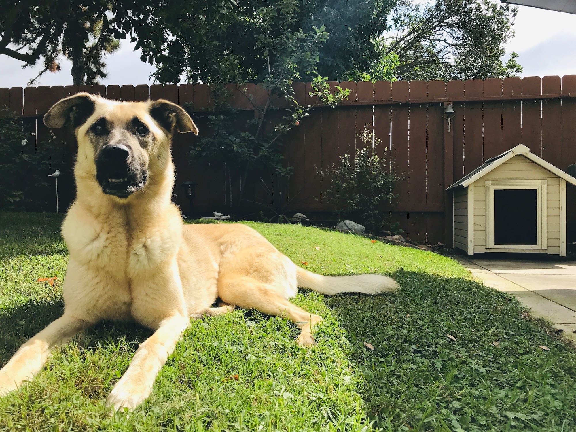 NOMINATED - A beautiful pup in her yard enjoying the cool grass and the warm sun with her dog house