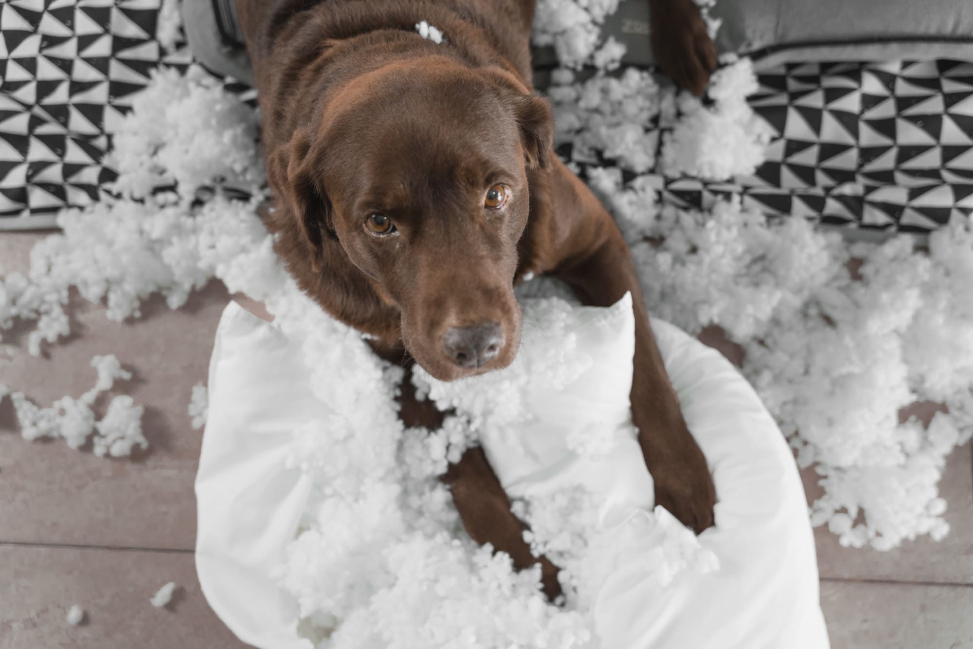 overhead shot of a brown labrador retriever dog that has broken a cushion. The dog has a sad look