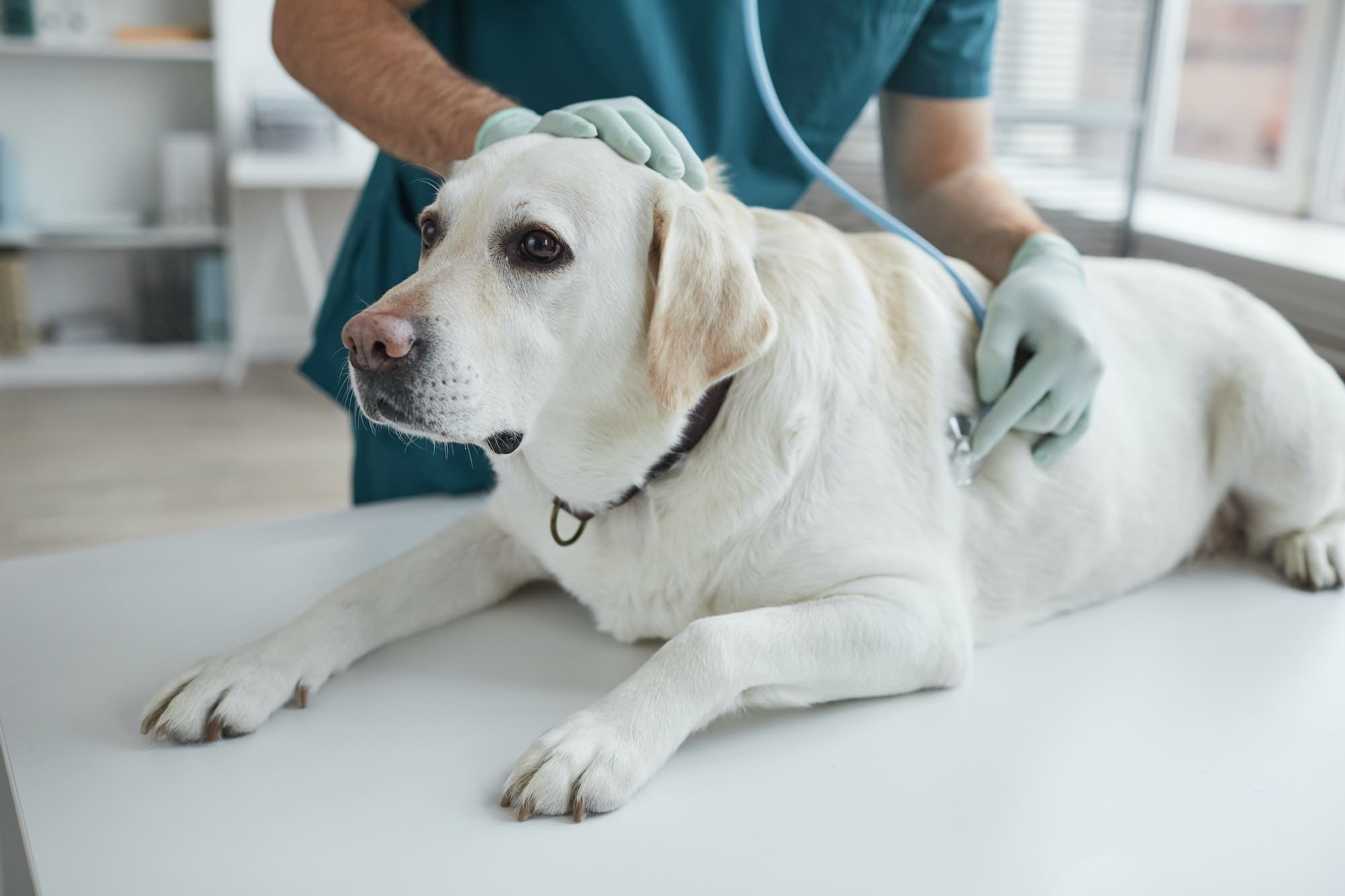 Patient Dog at Examination in Vet Clinic