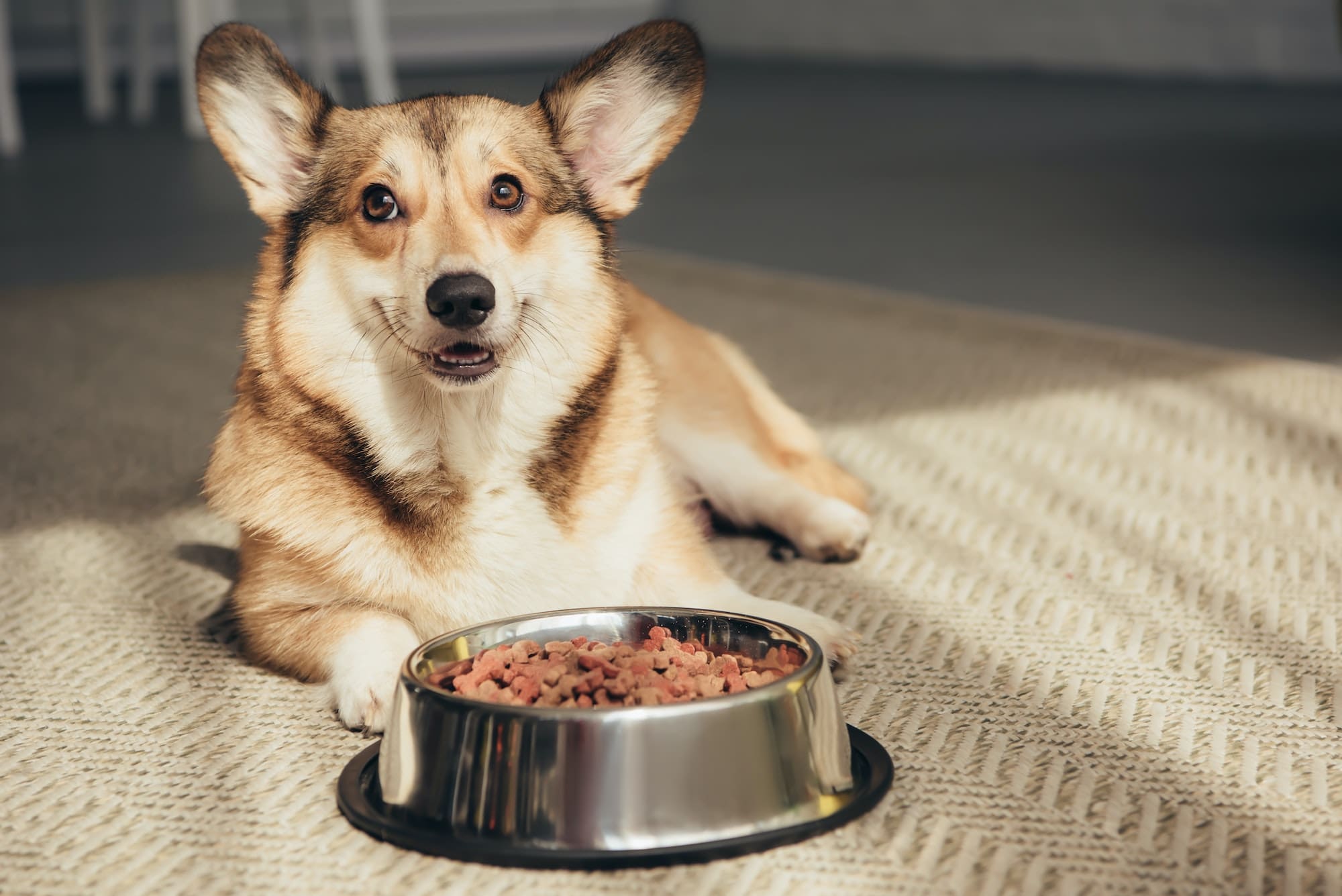 Pembroke Welsh Corgi lying on floor with bowl full of dog food