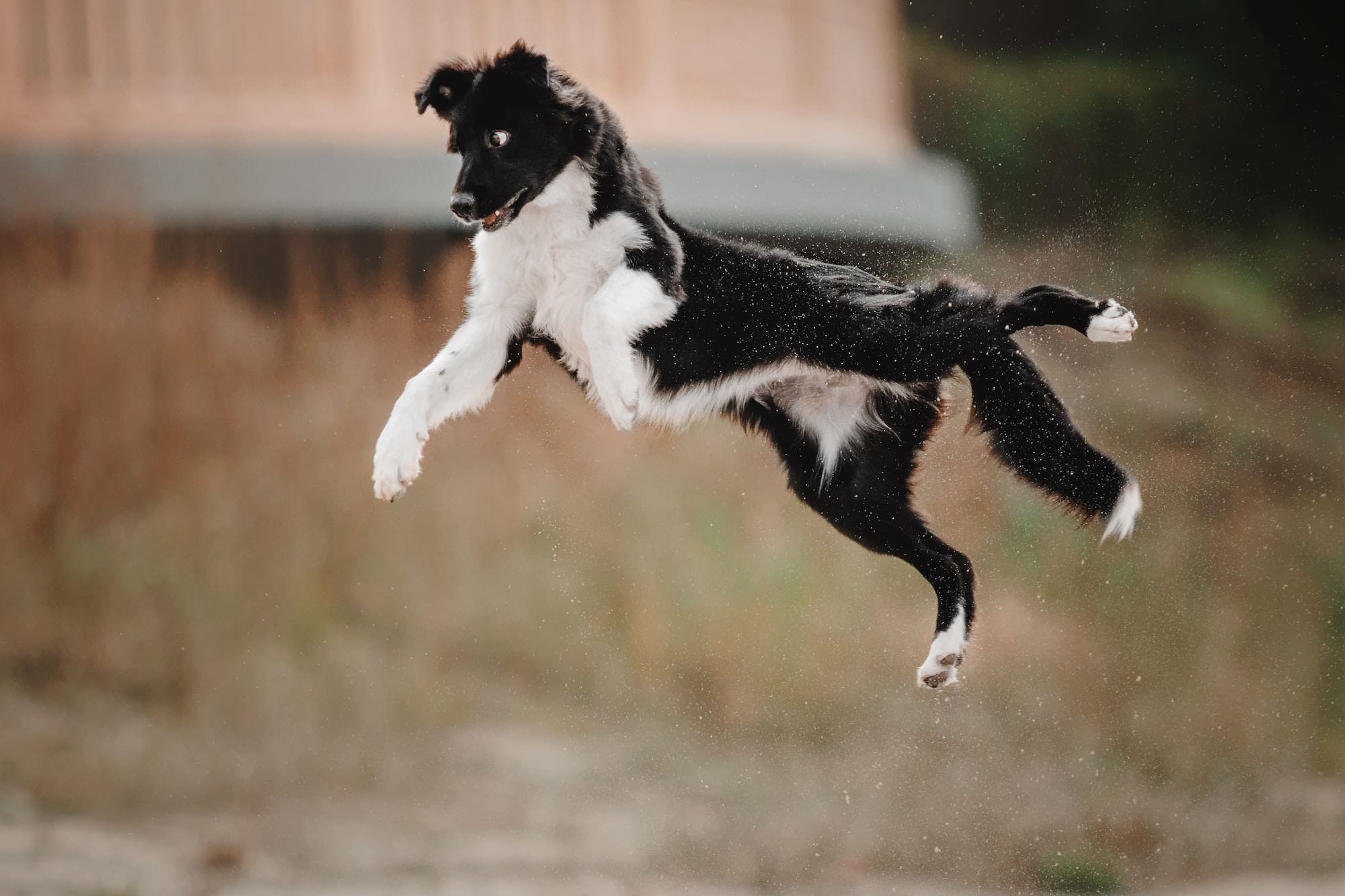 Playful Border Collie Puppy Exploring the Great Outdoors with Enthusiasm and Curiosity