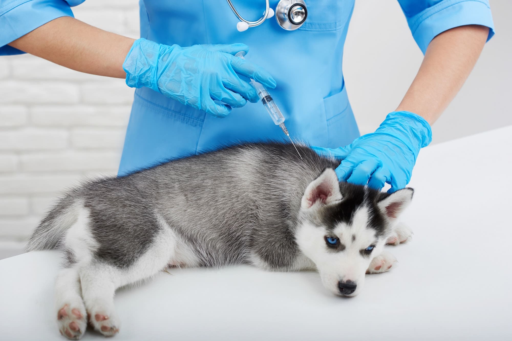 Professional veterinarian and little husky puppy