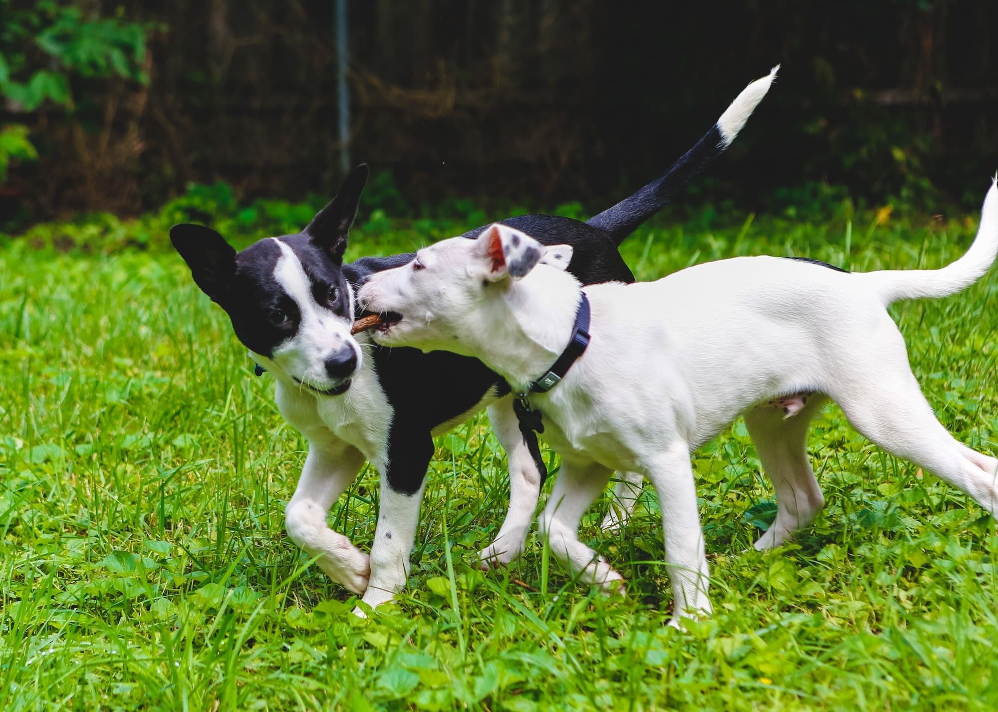 Puppies Playing