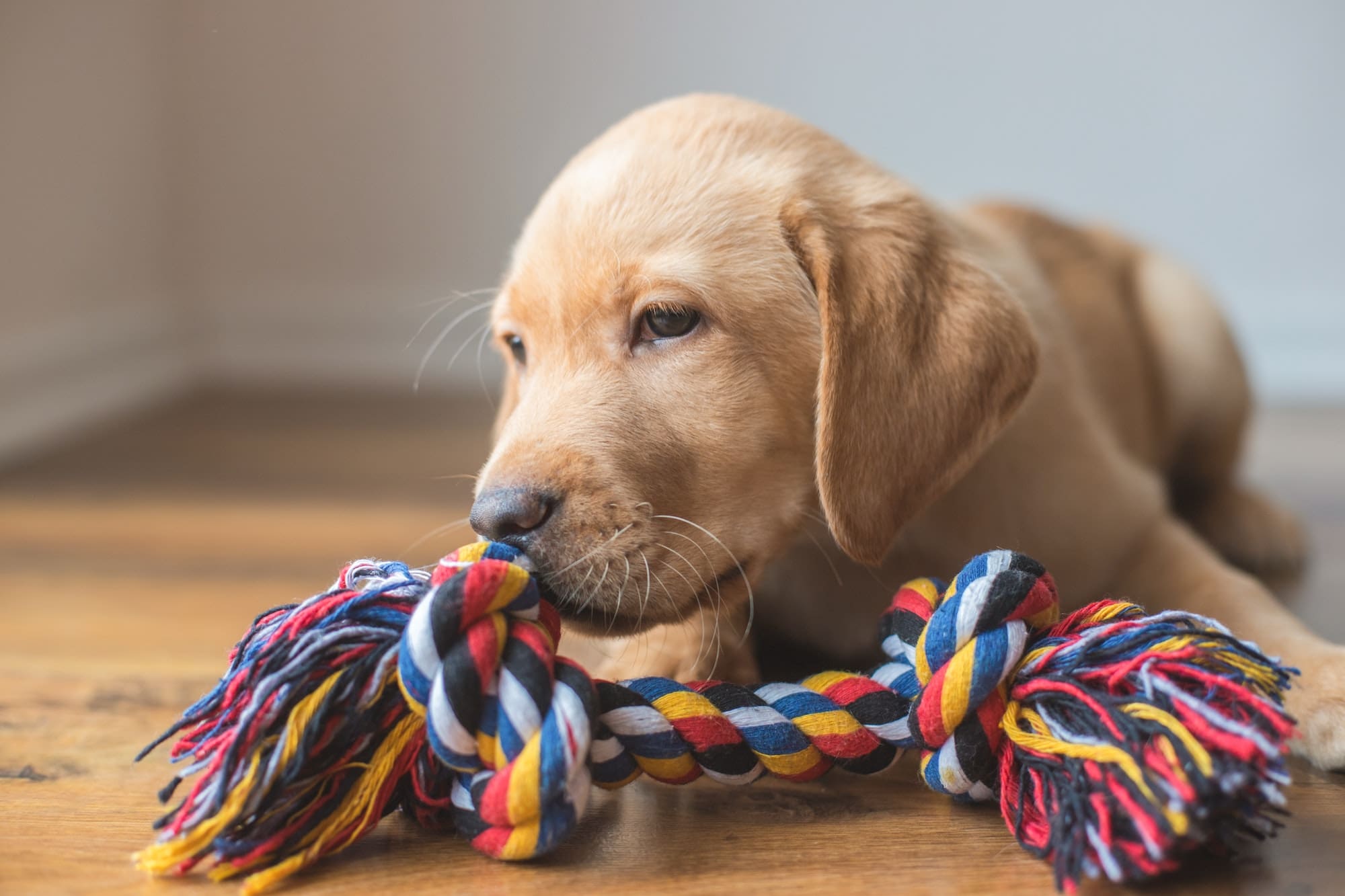 Puppy Labrador retriver