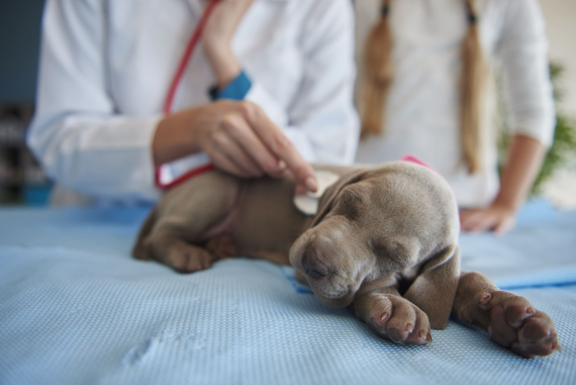 Routine check of puppy's health