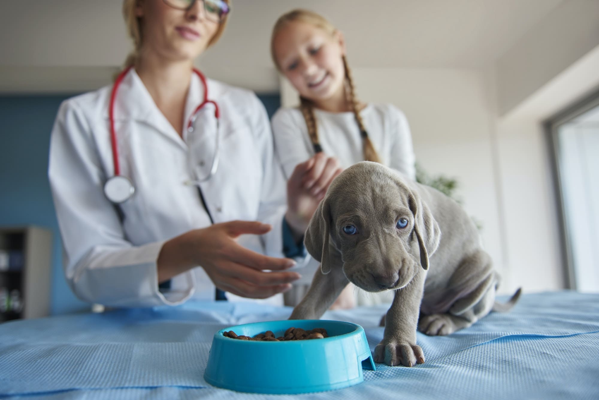 Small puppy begins to eat