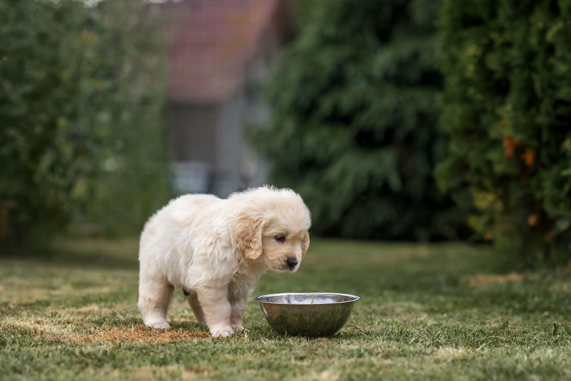 small puppy dog golden retriever labrador eat from a plate in the park in the summer in nature