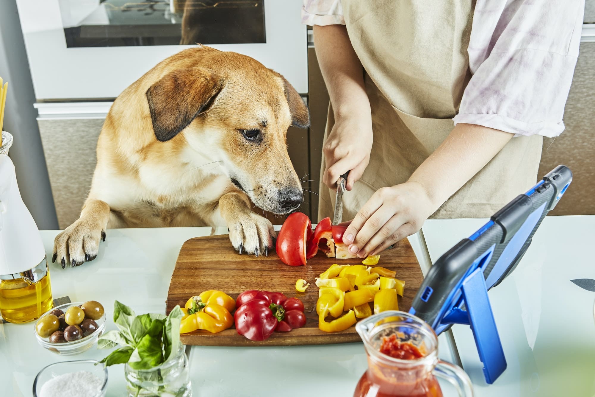 Teenager with dog is preparing an online, virtual master class