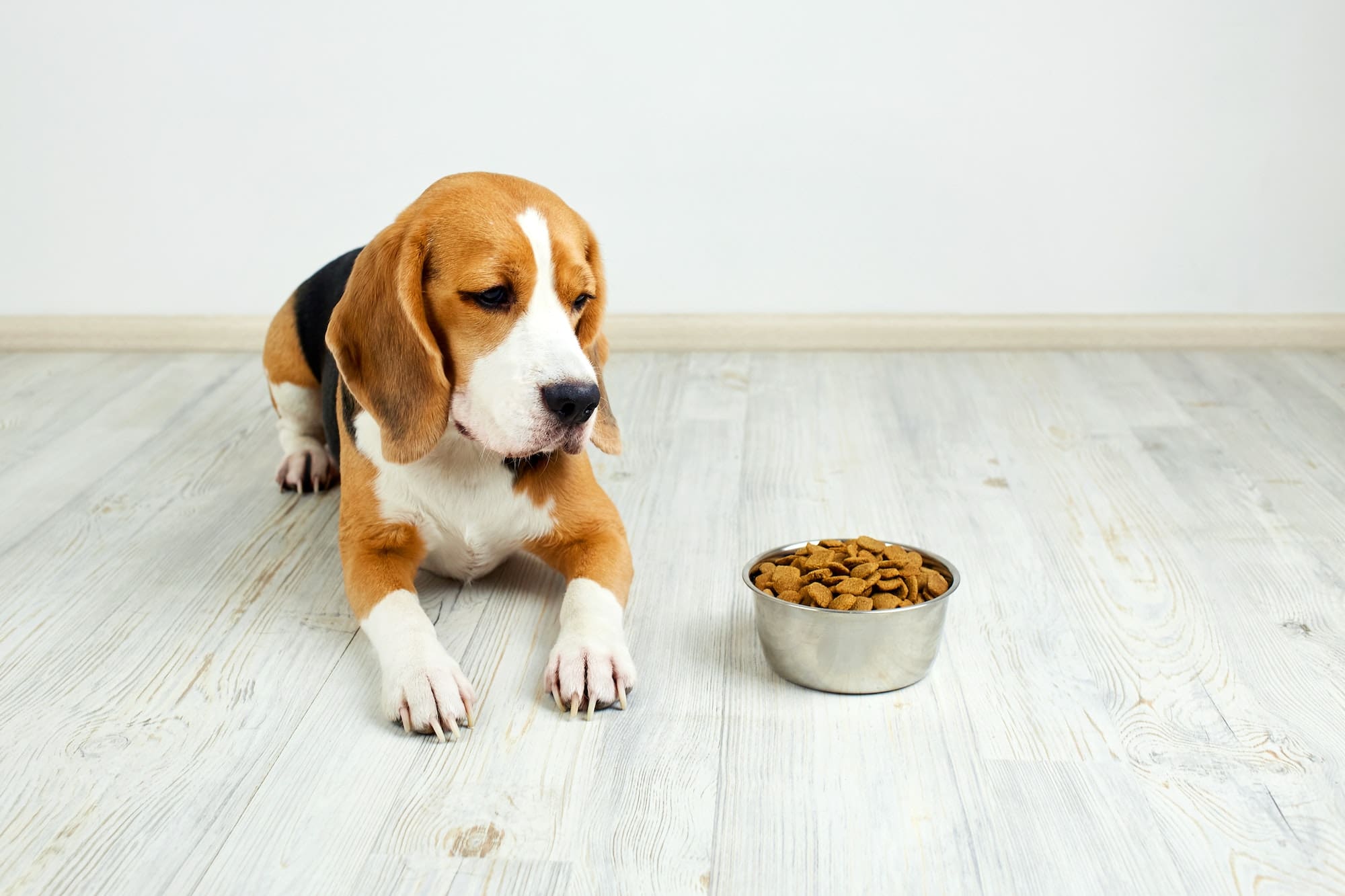 The beagle dog is lying on the floor and looking at a bowl of dry food.