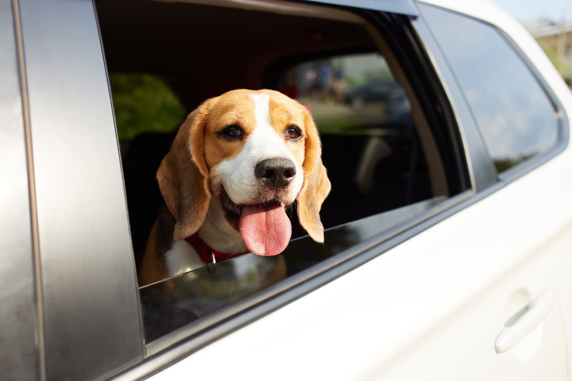 The dog travels by car. Cute dog beagle looks out of the car window