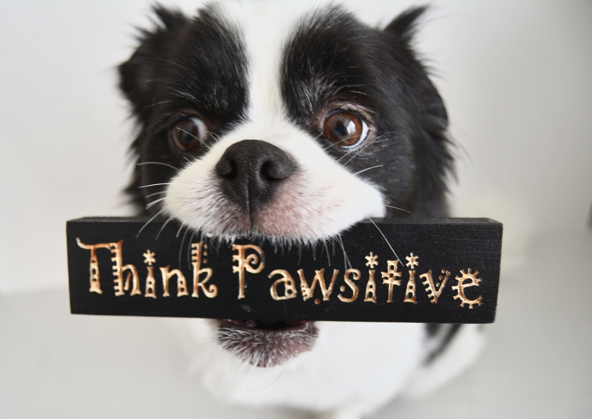 Think positive like dog