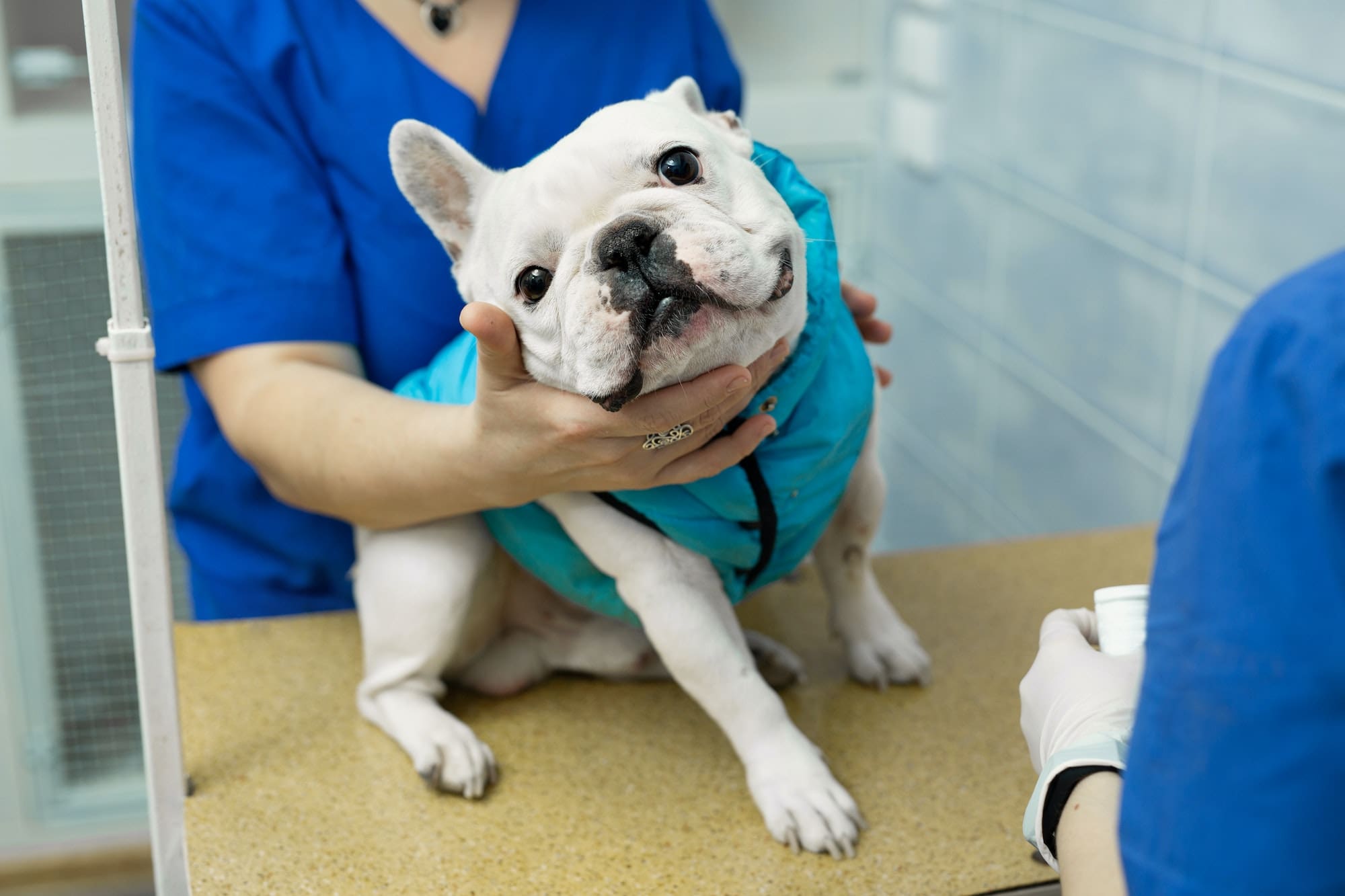 Vet puts a catheter on the dog at the veterinary clinic