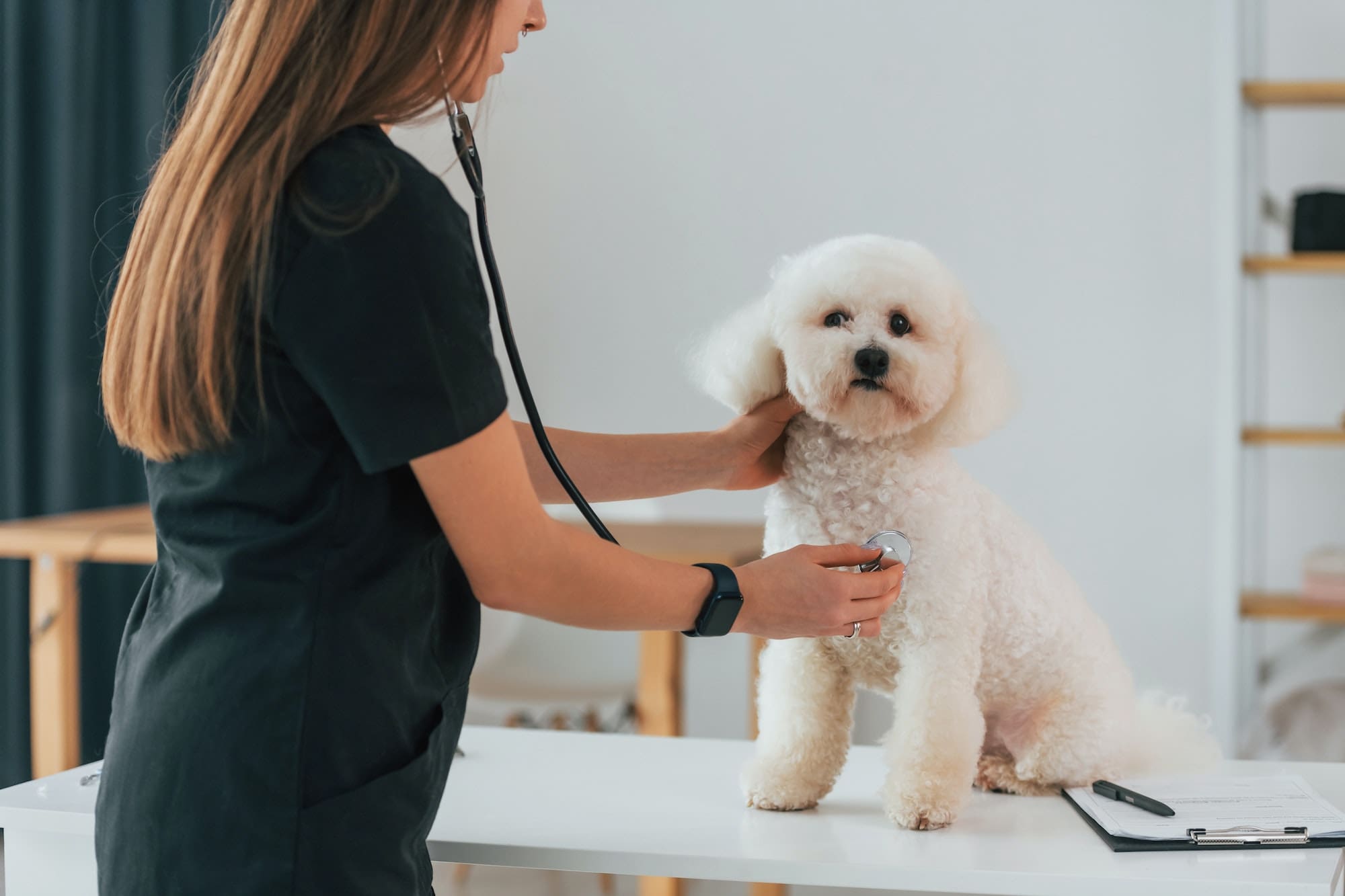 Woman is using stethoscope. Cute little dog is in the veterinary clinic