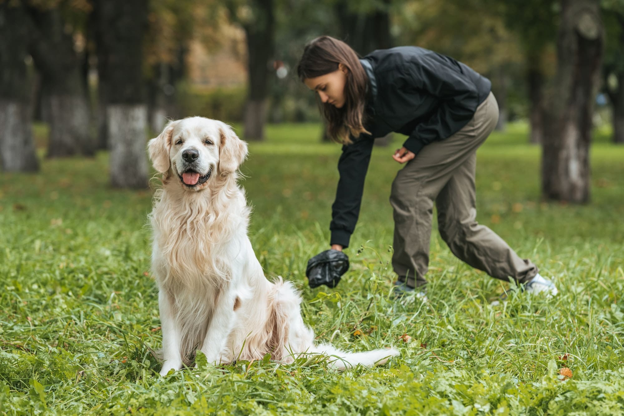 young woman cleaning after golden retriever dog in park